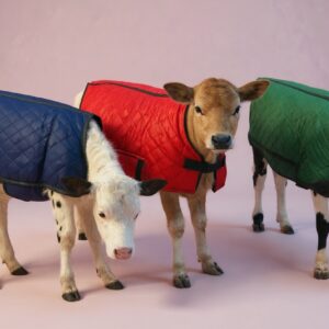 Cow calf